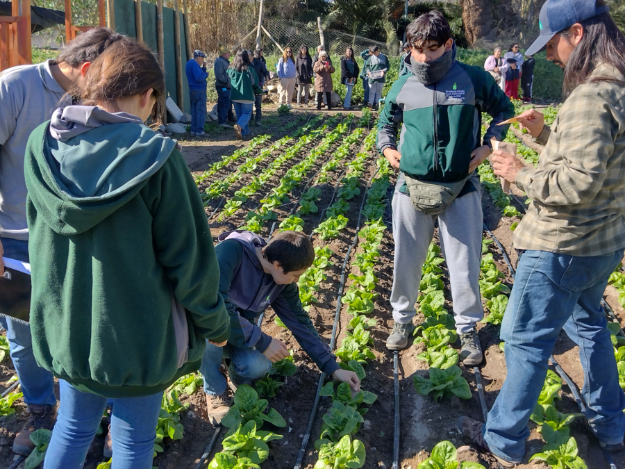 Insectos benéficos: Innovación escolar para campos saludables 